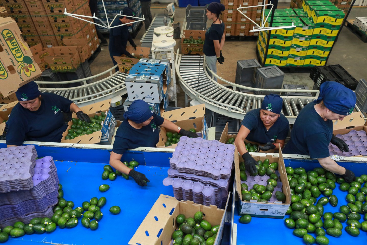 FILE &#8211;  Workers sort avocados at a packing plant in Uruapan, Mexico, Nov. 27, 2024. (AP Photo/Armando Solis, File)