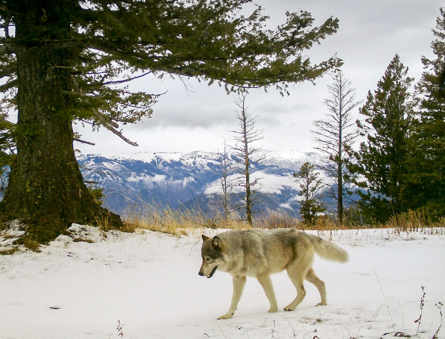 Gray wolves